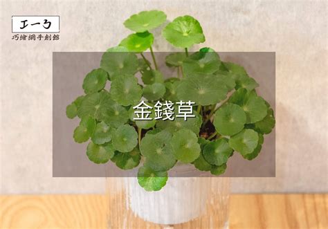 陽氣植物|夏日清暑：陽氣植物養護秘訣